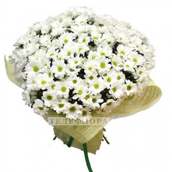 Bouquet of flowers  «White chrysanthemums»