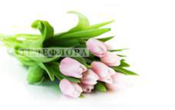 Bouquet of 9 pink tulips
