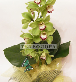 Bouquet of flowers "Exotic"