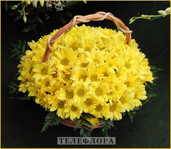 Basket of yellow chrysanthemums