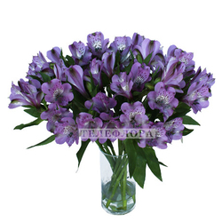 Bouquet of 15 purple Alstroemeria