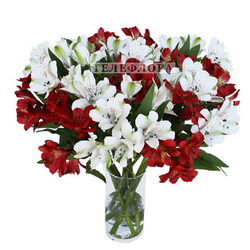 Bouquet of 15 red and white Alstroemeria