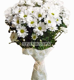 Bouquet of 7 white chrysanthemum