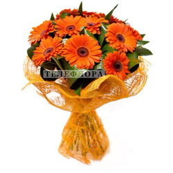 Round bouquet of 15 orange gerberas