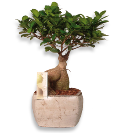 Ficus in pots