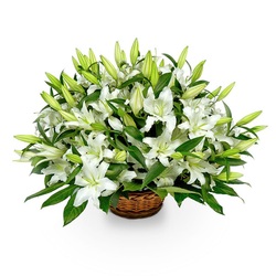 White lilies in a basket